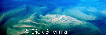 Katama Bay Fan.  This shot shows the ocean bottom of Kata... by Dick Sherman 